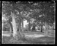 Grove of trees at [Manasquan] meeting house. Mother & carriage in background, [Manasquan, NJ] graphic].