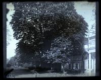 Horse chestnut tree at 5442 [Germantown Avenue, Deshler-Morris House] [graphic].