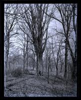 Florida cypress tree in Bartram's garden, [Philadelphia] [graphic].