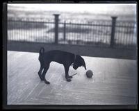 Bonnie [dog] with ball, [Avocado, Sea Girt, NJ] [graphic].