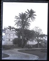 Palms in public garden, some of party under palms, [Bermuda] [graphic].