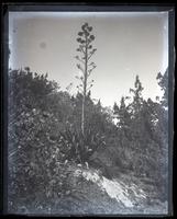 Century Plant in bloom, Hungry Bay, [Paget, Bermuda] [graphic].