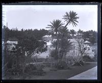 Palms in public garden, St. Georges, [Bermuda] [graphic].