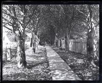 Boardwalk to [Haverford] meeting house, looking up from bridge, [Haverford, Pa.] [graphic].