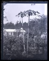Paupau & banana trees, Paget on road to Arrowroot factory, [Bermuda] [graphic].