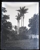 [Royal Mountain Cabbage Palms] from a garden, [Bermuda] [graphic].