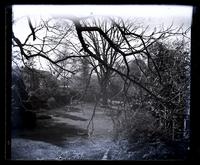 Looking up lawn from back bathroom, 5442 [Germantown Avenue, Deshler-Morris House] showing big elm tree [graphic].