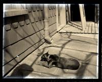 Spry on roof over back kitchen, [5442 Germantown Avenue, Deshler-Morris House] [graphic].