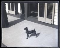 Bonnie (dog) on front porch, [Sea Girt, NJ] [graphic].