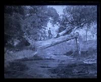 Old Arbor Vitae Tree (1400 years old) over bed of Cascase near Forest Inn, [Cedar Creek, VA] [graphic].