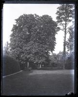 Horse chestnut tree in our garden from centre of yard, [Deshler-Morris House, 5442 Germantown Avenue] [graphic].