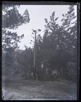 Century plant at Mr. J.B. Heyl's [illegible] vice consul. Mr. Heyl standing by it, [Bermuda] [graphic].