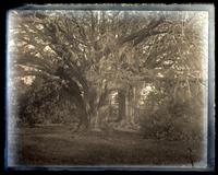 Old yew trees, Haddon House, [Haddonfield, NJ] [graphic].