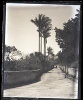 Royal (Mountain Cottage) Palms from road, near pillar box, [Bermuda] [graphic].