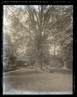 Garden from above elm tree, looking toward house, [Deshler-Morris House, 5442 Germantown Avenue] [graphic].
