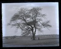 Shellback[?] tree in field on shore of Delaware R[iver] at Claymont, [DE]. Mother under [graphic].