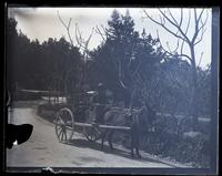 Old darkey & donkey cart, on road at head of Hamilton Harbor, [Bermuda] [graphic].