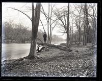 Looking down Brandywine from Rattlesnake Run. Marriott Canby on a tree, [Wilmington, DE] [graphic].