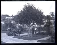 Some of our party sitting near Screw Pine in public garden, [Bermuda] [graphic].