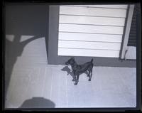 ["Bonnie" (dog) on front porch, Sea Girt, NJ] [graphic].