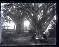 [Old yew trees planted by Elizabeth Haddon, "Haddon Hall," Haddonfield, NJ]. Bess & Mrs. Wood under the trees [graphic].