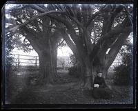 Old Yew trees planted by Eliz[abeth] Haddon, "Haddon Hall," Haddonfield [NJ]. Bessie in foreground [graphic].