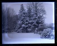Snow scene. Hemlock trees, top of yard, from big elm of [Deshler-Morris House, 5442 Germantown Avenue] [graphic].