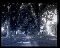Avenue of elms & workmen's houses at Allaire, [NJ] [graphic].