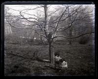 Cat & dog at tree, [Olney, PA] [graphic].