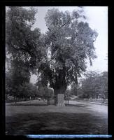 Washington Elm, Cambridge, [MA] [graphic].