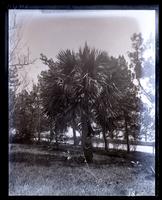 Palmetto Palms at Long house, [Bermuda] [graphic].