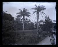 The 2 gou-gou palms at the governor's, [Bermuda] [graphic].