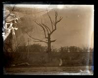 Old white oak tree marking an old boundary of Cedar Grove Farm [graphic].