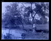 Curiously shaped elm tree up [Mana]squan R[iver, NJ]. G[ertrude] Mellor on trunk [graphic].
