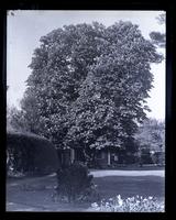Horse chestnut tree from centre of garden. Tree in flower. [Deshler-Morris House, 5442 Germantown Avenue] [graphic].