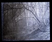 Arch of trees over creek in Rain woods, at Uncle Samuel's, [Olney, PA] [graphic].