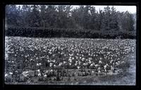 Easter lillies at General Hasting's place, [Bermuda] [graphic].