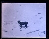 [Dog] "Jet" on beach, [Sea Girt, NJ] [graphic].