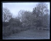 Cherry tree in our garden, in bloom, [Deshler-Morris House, 5442 Germantown Avenue] [graphic].