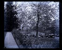 Vegetable garden, 5442 [Germantown Avenue, Deshler-Morris House] [graphic].