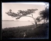 Old cedar on shore of Wreck Pond back of Applegate's, [Sea Girt, NJ] [graphic].