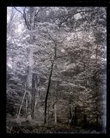 Dogwood tree in Wister's woods, [Germantown] [graphic].