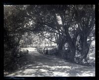 Bridge & large willow tree at Allaire, [NJ]. Lena Goodwin & G[eorge] V[aux] Jr. on bridge [graphic].