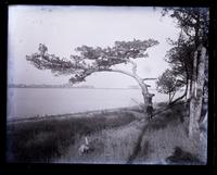 Old cedar tree on S. shore of pond, at Applegate's, [Sea Girt, NJ] [graphic].