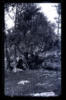 Our party to St. George's underscrew pine tree at Joyce's Dock Caves, [Bermuda] [graphic].