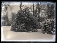 Snow scene. Box tree & part of [Deshler-Morris House, 5442 Germantown Ave, Germantown] from middle of yard [graphic].