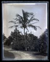 Cocoanut Palm at Norwood, [Bermuda] [graphic].