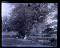 Elm trees up [Mana]squan River, [NJ] [graphic].