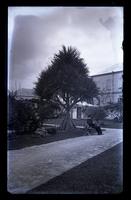 Screw Pine at Public Garden, St. George's, Father in foreground, [Bermuda] [graphic].