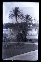 Date palms in public garden. St. George's. Mr. Brown, May Sharp, Bess & Mrs. Paul under trees, [Bermuda] [graphic].